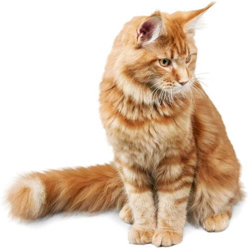 pet-photography-dubai